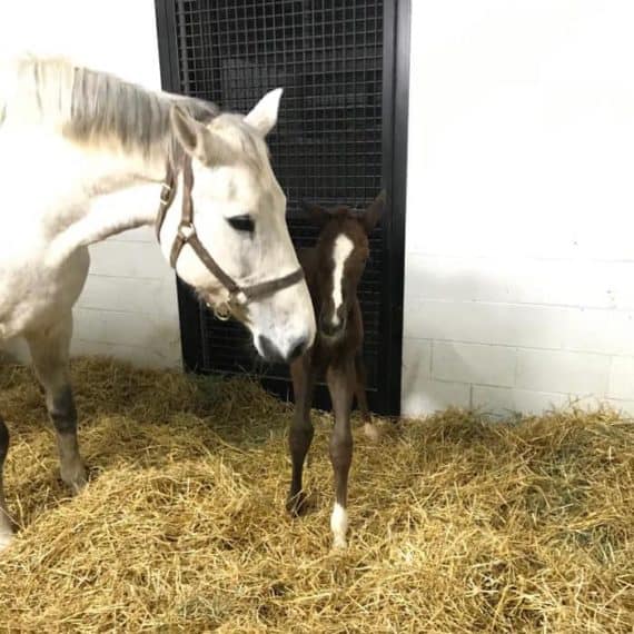 Tequestrian_2019 colt