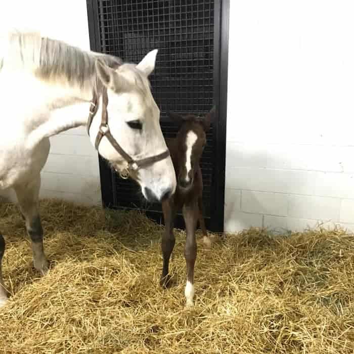 Tequestrian_2019 colt