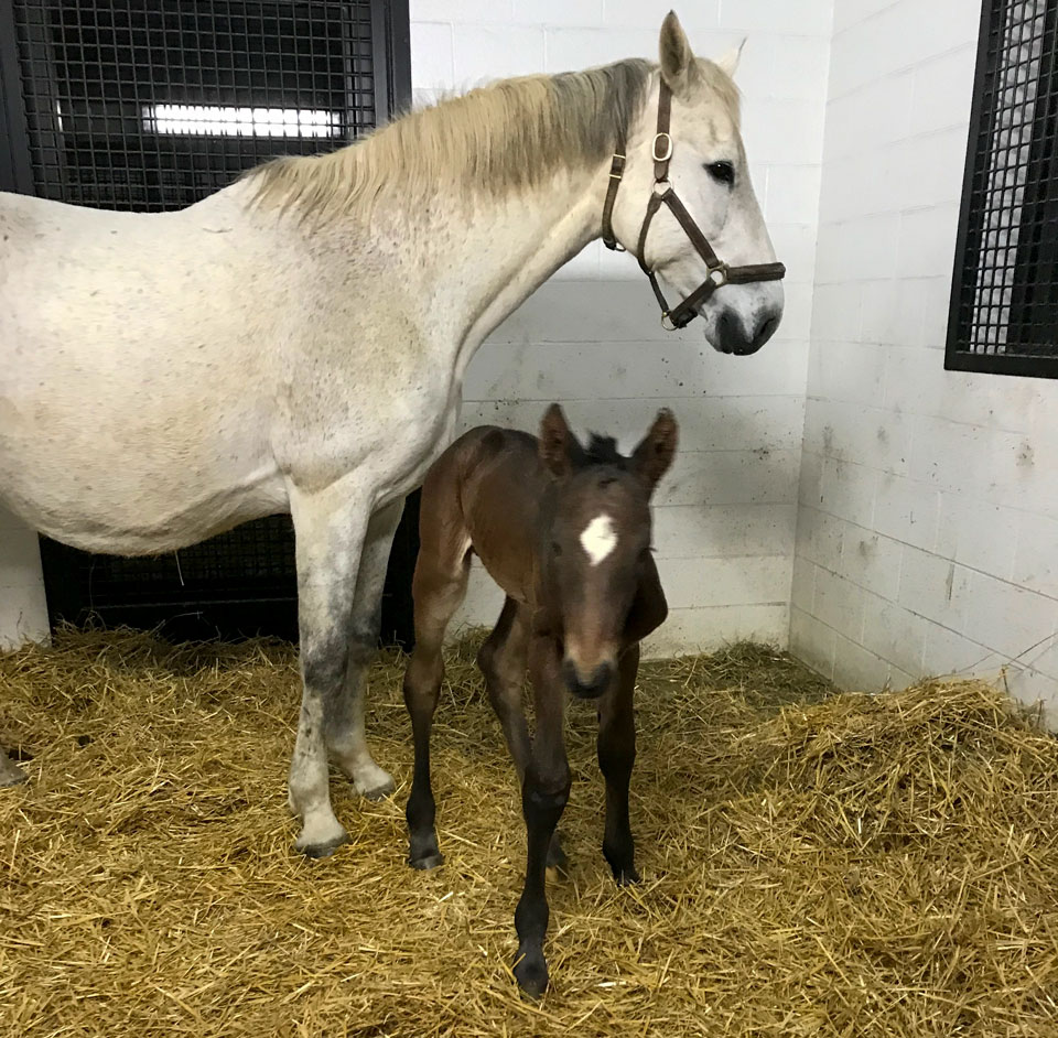 Coriano just born