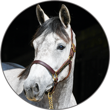 Developing Horses