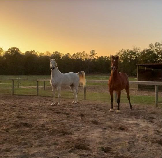 Casco 11 and Madento EQ enjoying retirement